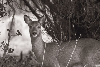 Portrait of deer