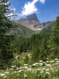 Scenic view of pine trees against sky