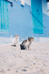 Portrait of cats sitting