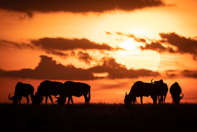 Six blue wildebeest silhouetted against orange sunset