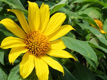 Close-up of yellow flower blooming outdoors