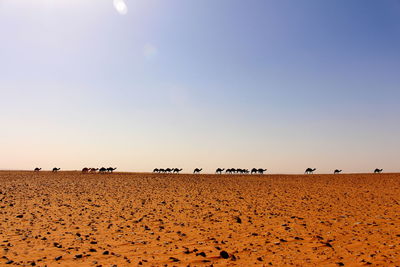 Scenic view of silhouettes of camels in desert against clear sky