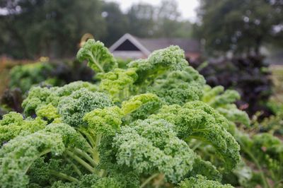 Close-up of fresh green plants in field