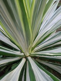 Full frame shot of palm leaf