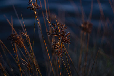 Close-up of dried plant on field