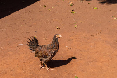 Bird on a land