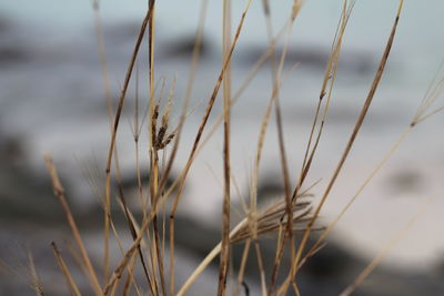 Close-up of dry grass on beach