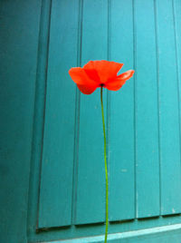 Close-up of red flower on wood