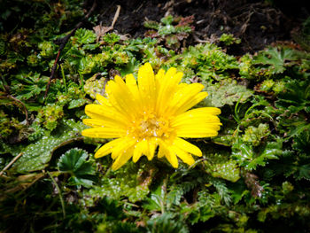 Close-up of yellow flower blooming outdoors