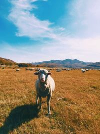 Horse standing on field against sky