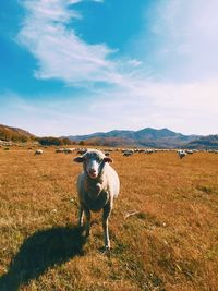 Sheep standing on field against sky