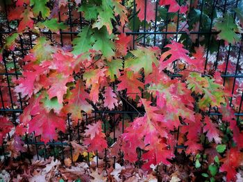 Full frame shot of autumnal leaves on tree