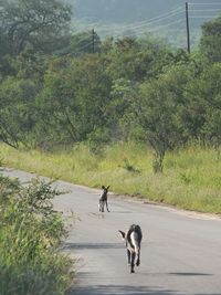 Dog on road by trees