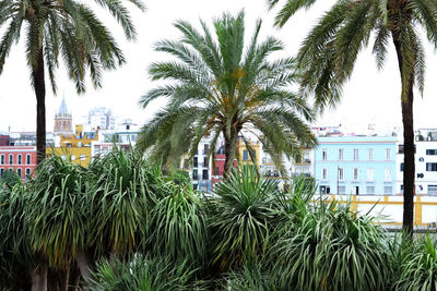Palm trees against sky in city