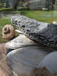 Close-up of shells on wooden surface