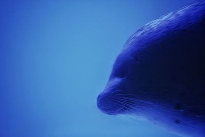 Close-up of fish underwater