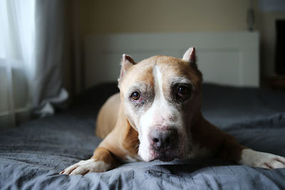 Portrait of dog lying down on bed at home