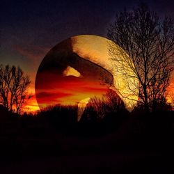 Silhouette of trees at sunset