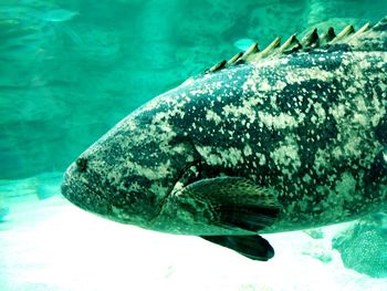 Close-up of fish swimming in sea