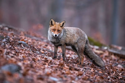 Portrait of dog standing on land