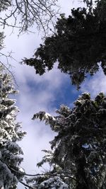 Low angle view of trees against sky