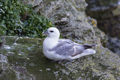 Close-up of albatross perching on rock