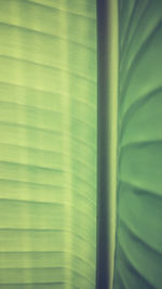 Full frame shot of palm leaves