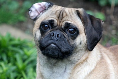 Close-up portrait of pug