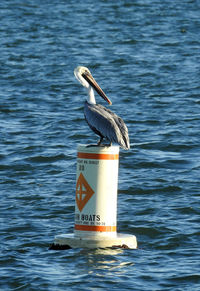 Pelican perch