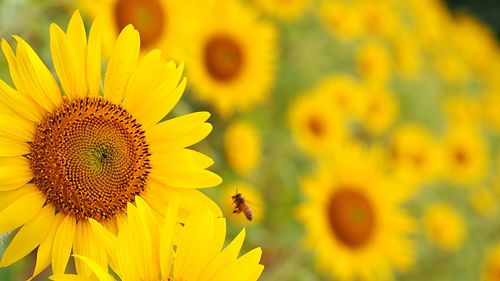 Close-up of sunflower