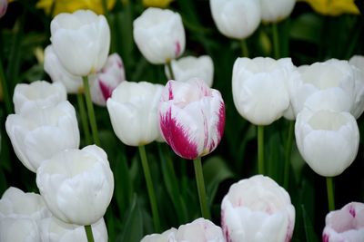 Close-up of white flowering plants