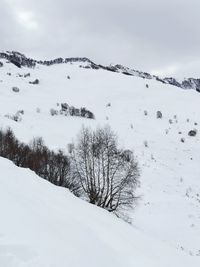 Scenic view of snow covered trees against sky