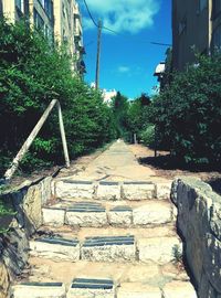 Narrow walkway along trees