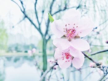 Pink flowers blooming on tree