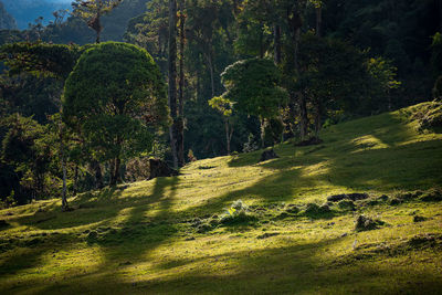 Scenic view of forest