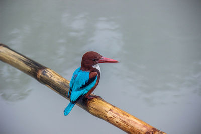 Close-up of bird perching on wood