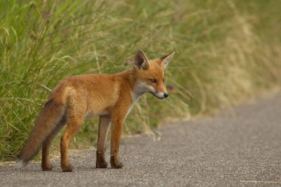 Close-up of squirrel on rock