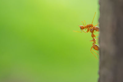 Close-up of ant on leaf