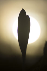 Close-up of silhouette fruit against sunset
