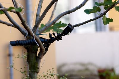 Close-up of a plant mounted action camera