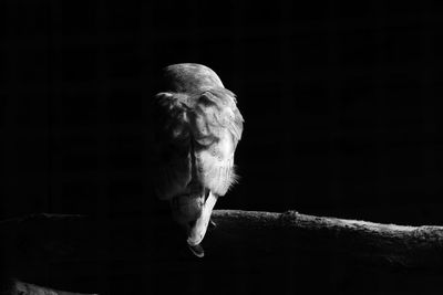 Rear view of owl perching on branch at night