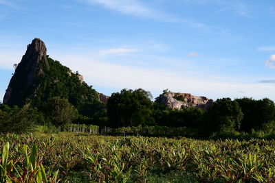 Scenic view of field against sky