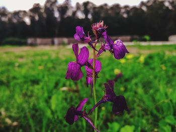 Close-up of purple flowering plant on field