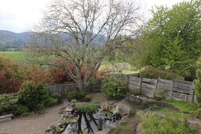 View of trees with plants in foreground