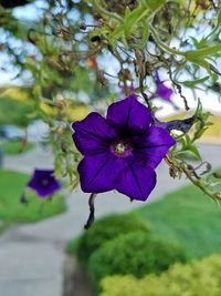 Close-up of purple flowering plant