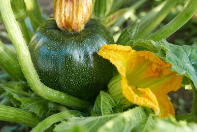 Close-up of zucchini growing on field