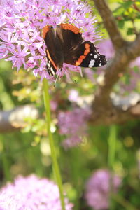 Close-up of insect on flower