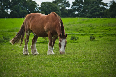 Horses grazing in a field
