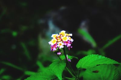 Close-up of pink flowering plant