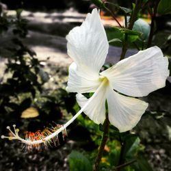 Close-up of white flower blooming outdoors